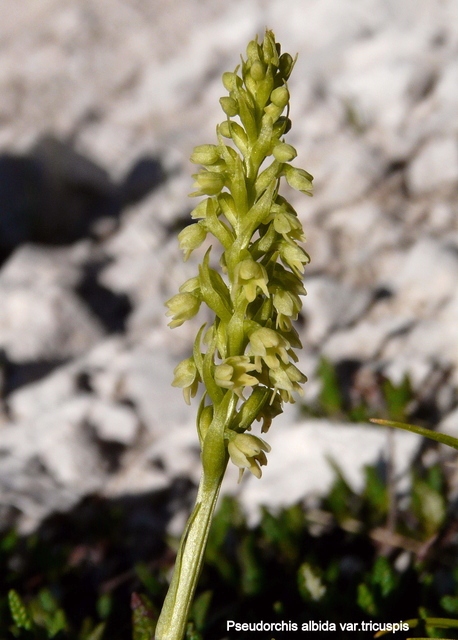 Pseudorchis albida e la variante tricuspis nel Parco nazionale del Gran Sasso e Laga